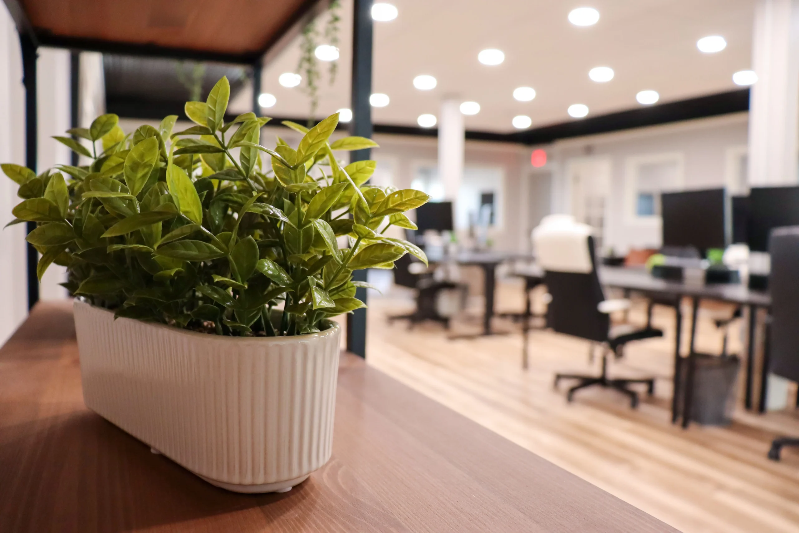 A plant that helps to brighten up the space